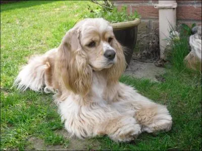 Quelle race est-ce ?