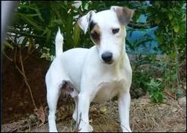 Quelle race est-ce ?