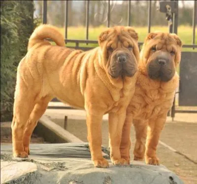 Quelle race est-ce ?