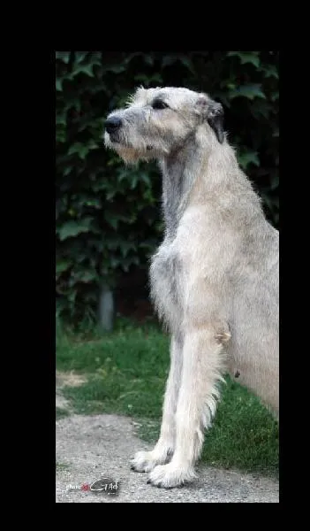 Quelle race est-ce ?