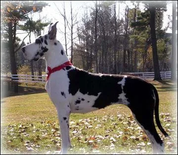 Quelle race est-ce ?