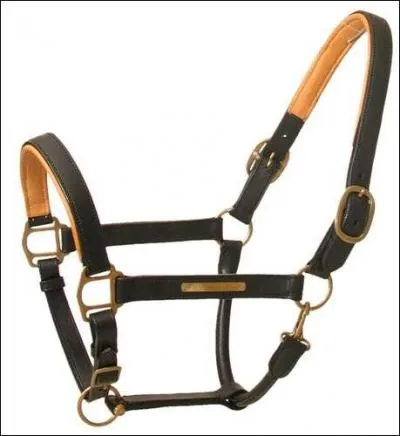 Faut-il savoir mettre un licol au galop 1 ?