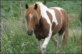 Trouve ci-dessous la robe qui convient !