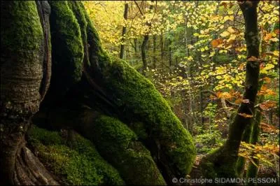 Si t'es perdu dans la fort et que tu restes immobile pendant deux ans, il va te pousser de la mousse sur un ct de tes jambes.