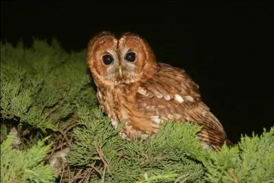 Que fait la chouette-hulotte ? Houuuuuuuuu srement ! Donnez-moi plutt les verbes synonymes.