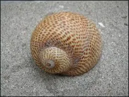 Comment s'appelle ce coquillage ?