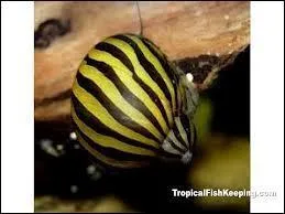 Comment s'appelle ce coquillage ?