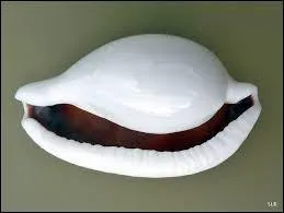 Comment s'appelle ce coquillage ?