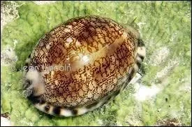 Comment s'appelle ce coquillage ?