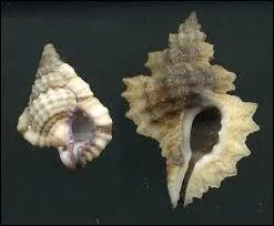 Comment s'appelle ce coquillage ?
