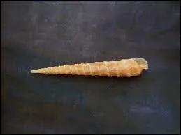 Comment s'appelle ce coquillage ?