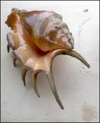 Comment s'appelle ce coquillage ?