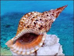 Comment s'appelle ce coquillage ?