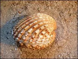 Comment s'appelle ce coquillage ?