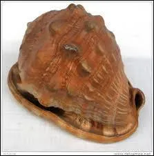 Comment s'appelle ce coquillage ?