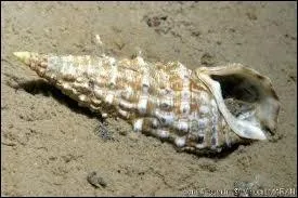 Comment s'appelle ce coquillage ?