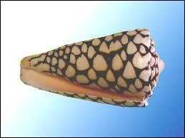 Comment s'appelle ce coquillage ?