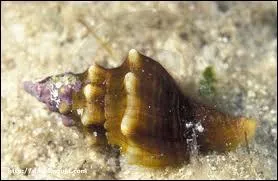 Comment s'appelle ce coquillage ?