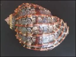 Comment s'appelle ce coquillage ?