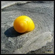 Comment s'appelle ce coquillage ?