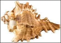 Comment s'appelle ce coquillage ?