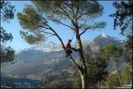 Avec ------ matriel, le bcheron abat les arbres, mme ceux qui ------  flanc de colline.