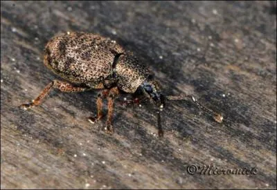 L'expression existe-t-elle : voil qui n'est pas piqu des  charan-----  ! ? Peu nous chaut, elle sert le propos. Donnez la bonne orthographe de cette espce appartenant  la famille des Curculionids.