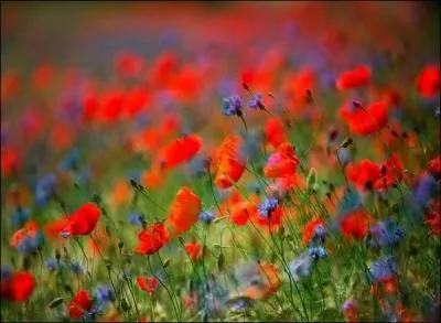 Qu'est-ce que tout le monde peut constater ? Les coquelicots ------- rouges et les bleuets --------- parfois bleus, pourpres ou blancs.