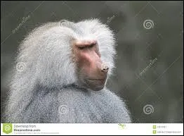 Comment les individus expriment-ils leur solidarit ?