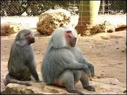 Quelle est sa longvit ?