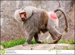 Quelle est sa longueur ?