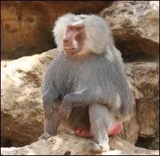 Quel est son poids ?