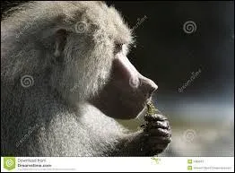 De quoi se nourrit-il ?