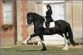 Le shire est le cheval le plus :