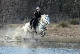 Quel est le mode de vie du camargue ?