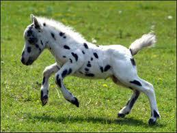 Quiz Chevaux