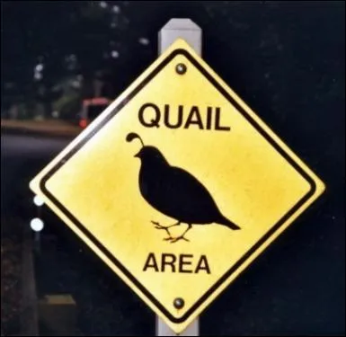 Apparent  la caille, il porte le nom d'un poisson !