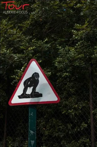 Vous pourrez le voir en Algrie, synonyme de trsor, il a la main leste !