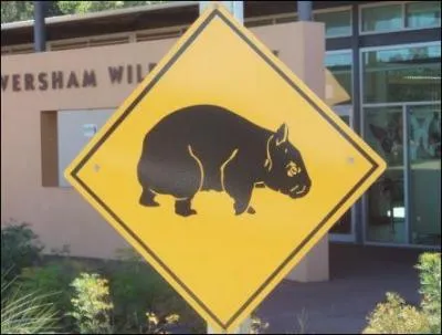 Par contre, celui-ci, c'est sur une route australienne que vous pouvez le croiser !