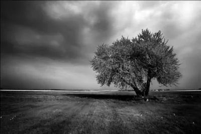 Dans quelle fable de La Fontaine dit-il   Le moindre vent, qui d'aventure, fait rider la face de l'eau, vous oblige  baisser le tte  ?