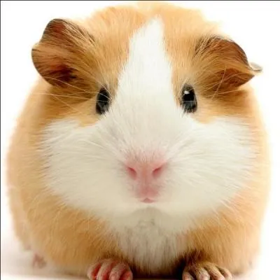 Comment dit-on  cochon d'Inde  ?