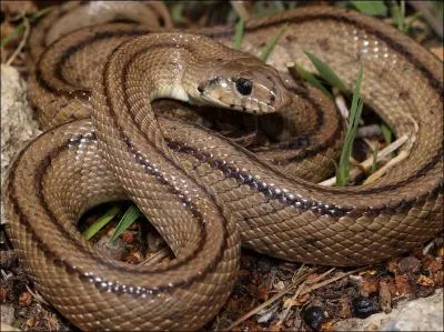 Comment dit-on  serpent  ?