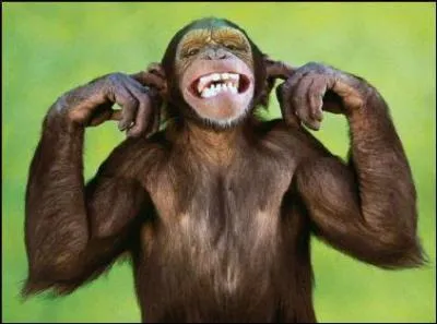 Comment dit-on  singe  en anglais ?