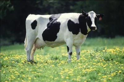 Comment dit-on  vache  ?