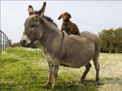 Comment dit-on  ne  ?