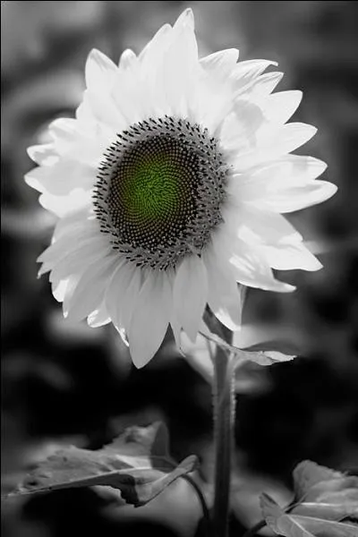 Lequel de ces peintres a ralis sept toiles reprsentant des tournesols en 1888 ?