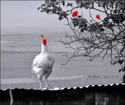 Quel est le nom de ce poulet saut  l'huile d'olive, avec des tomates et des oignons ?