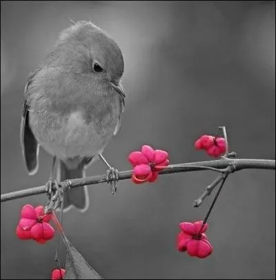 Certains oiseaux peuvent dormir en volant :