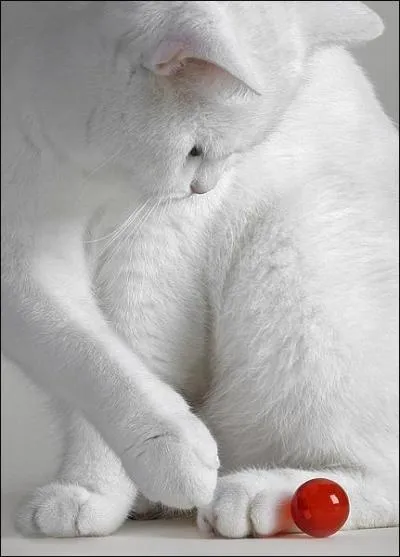 Le syndrome de Waardenburg touche souvent les chats blancs aux yeux bleus, de quoi sont-ils, alors, atteints ?