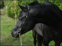 Quiz Chevaux